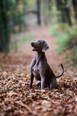 Dog in the woods, Weimaraner the hunter. Hunting dog. Dog portrait.