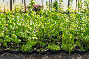 Rows of young trees in plastic pots on plant nursery. Growing and cultivation trees and plants in pots.