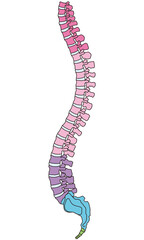 背骨の解剖図　頸椎　胸椎　腰椎　横図