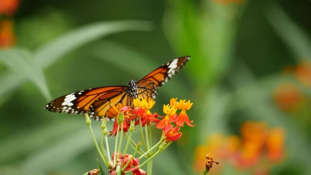 a monarch butterfly slow motion