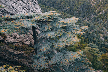 Scenic view of wild forest with huge Lebanon cedar trees in mountains along lycian way in Turkey.