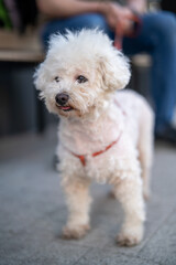 Cute white Brichon Frise dog standing outdoors on sidewalk on summer day with blurred casually dressed owner sitting on bench and holding the leash 