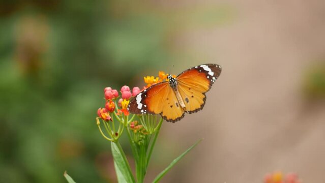 A butterfly rests on a flower