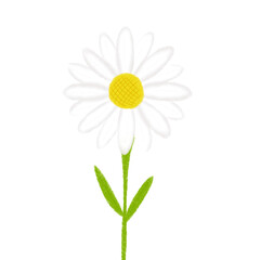 daisy isolated on white