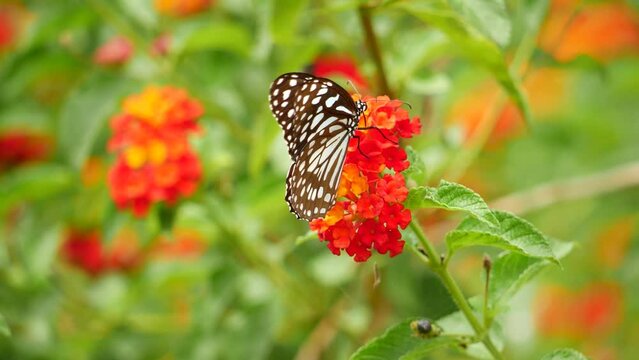 A butterfly rests on a flower in San Francisco's butterfly house at the botanical gardens