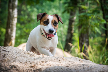 Jack Russell dog in nature in summer.