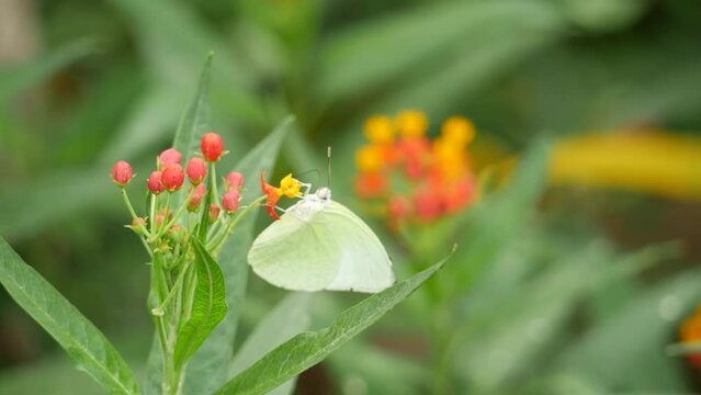 A white butterfly flies over flowers, lands on a flower and a leaf in close-up shots
