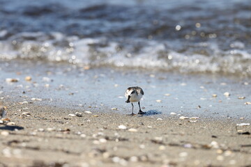 Spoon-billed sandpiper (Calidris pygmaea) juvenilein Japan, one of critically endangered species