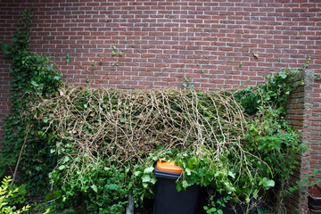 House with ivy, blown off the wall by a storm. Roots, Hedera helix, family Araliaceae. Containers,...
