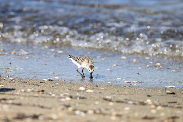 Spoon-billed sandpiper (Calidris pygmaea) juvenilein Japan, one of critically endangered species