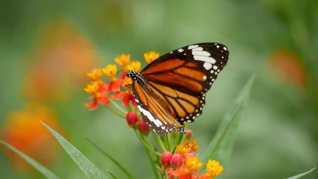 A monarch butterfly rests on a flower