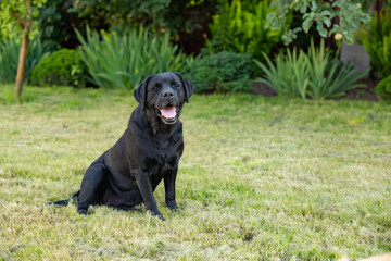 adult black labrador sits on the grass outdoor
