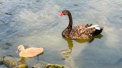 black swan on the lake