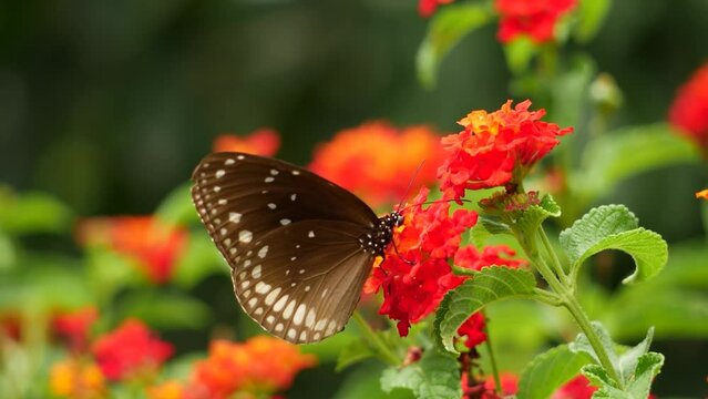 A butterfly lands on flowers, including a brown butterfly on a flower. Close-up shots show red and yellow flowers