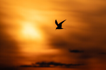 Naklejka na ściany i meble Silhouette photo of common tern flying under sunset sky