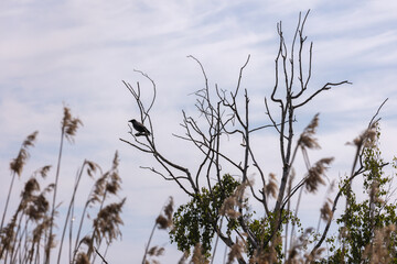 A hooded crow is on dry branch of a bare tree