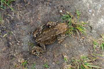 The common toad is on a dirty ground, top view