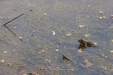 The common toad or European toad is in a pond