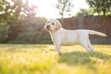 Portrait of a labrador retriever puppy. Outdoor photo