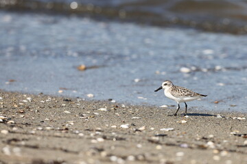 Spoon-billed sandpiper (Calidris pygmaea) juvenilein Japan, one of critically endangered species