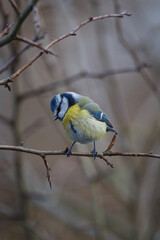 Blue tit