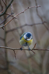 Blue tit