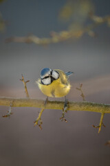 Blue tit