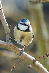 Blue tit