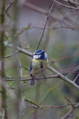 Blue tit
