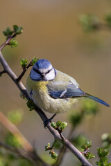 Blue tit