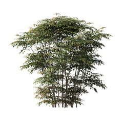 bush isolate on a transparent background, 3D illustration, cg render
