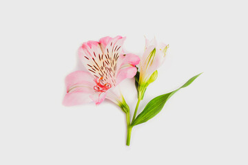 Pink alstroemeria flower on white background, close up