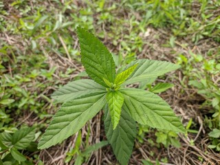 Sida rhombifolia plants in tropical nature borneo