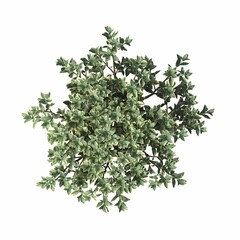 bush, top view, isolated on white background, 3D illustration, cg render
