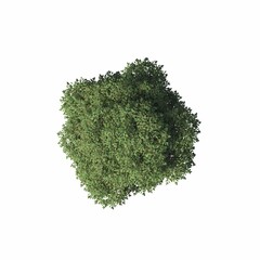 bush, top view, isolated on white background, 3D illustration, cg render
