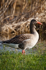 Greylag goose