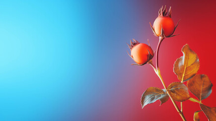 Rose hip On colorful background. Empty copy space on side. Generative AI. 