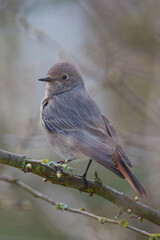 Black redstart