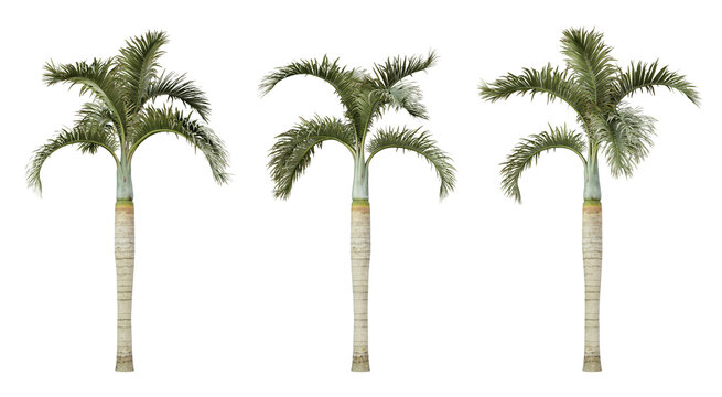 Hyophorbe lagenicaulis palm tree on transparent background, png plant, 3d render illustration.