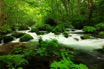 Summer green colors of Oirase River, located at Towada, Aomori, Japan