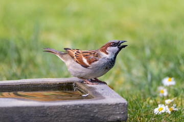 House sparrow
