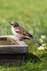 House sparrow