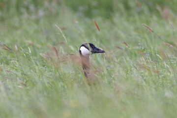 Canada goose