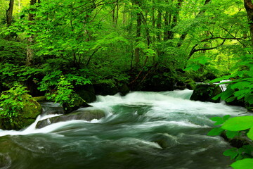 Summer green colors of Oirase River, located at Towada, Aomori, Japan