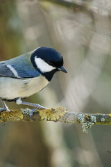 Great tit