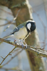 Great tit