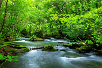 Summer green colors of Oirase River, located at Towada, Aomori, Japan
