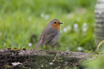 Robin