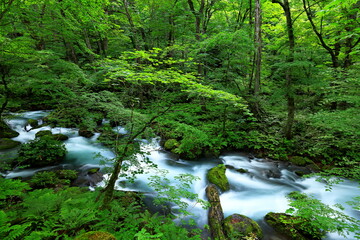 Summer green colors of Oirase River, located at Towada, Aomori, Japan