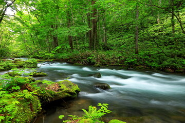 Obraz premium Summer green colors of Oirase River, located at Towada, Aomori, Japan